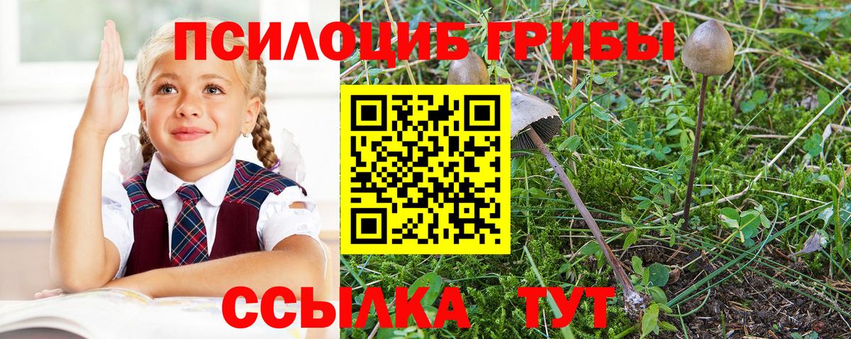 Псилоцибиновые грибы Psilocybine cubensis Родники